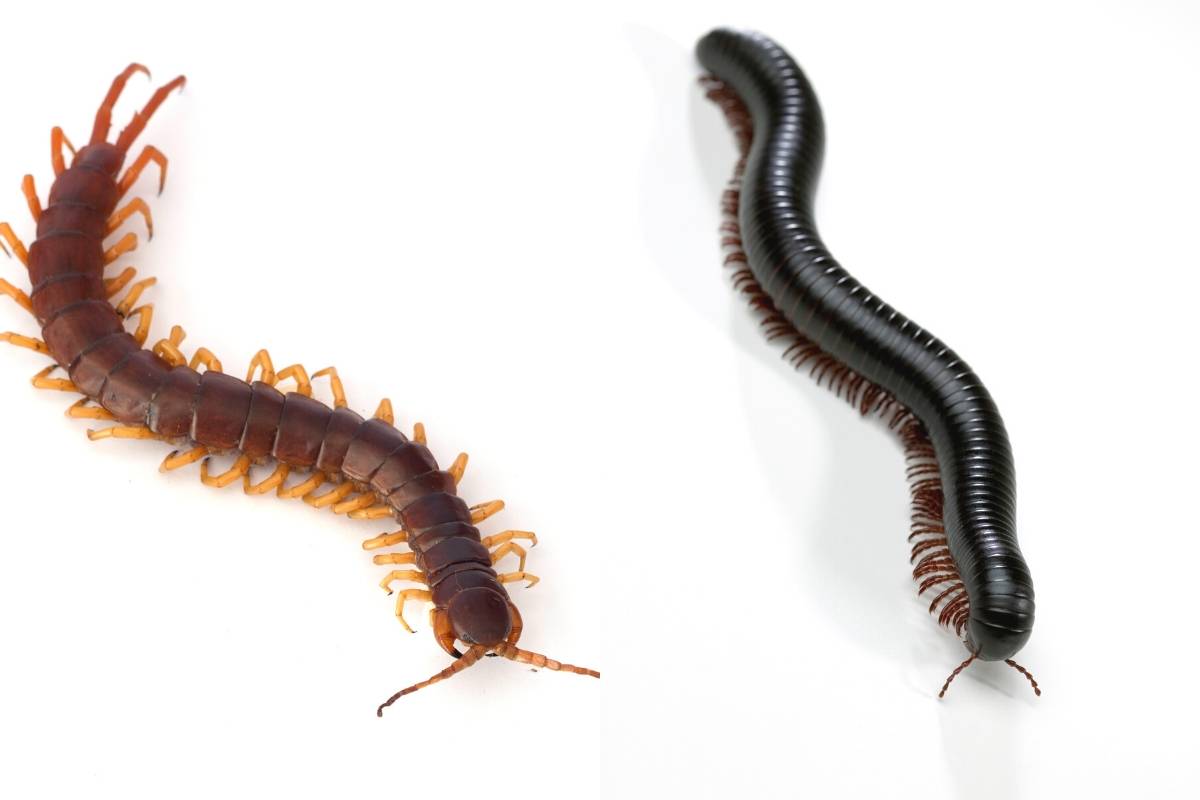 millipede vs centipede